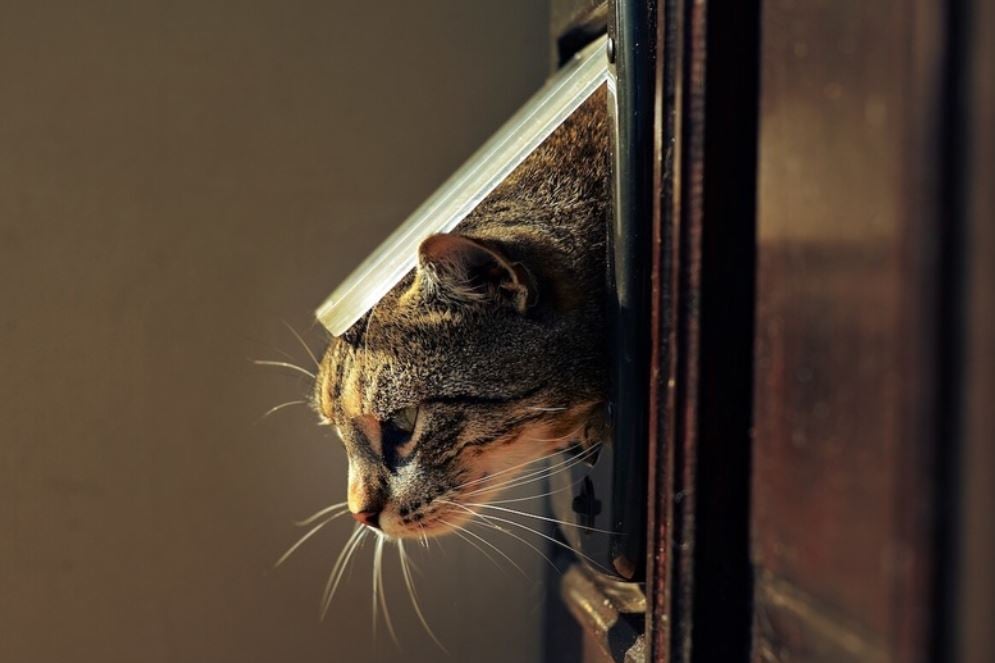 Como Acostumbrar A Un Gato A Dormir Afuera